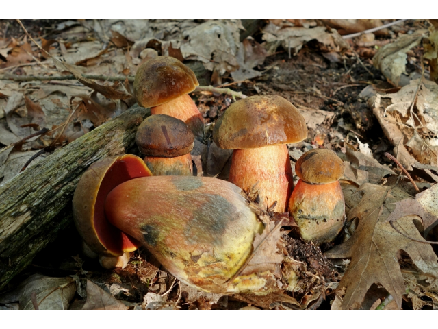 Мицелий Дубовика крапчатого (Boletus erythropus)